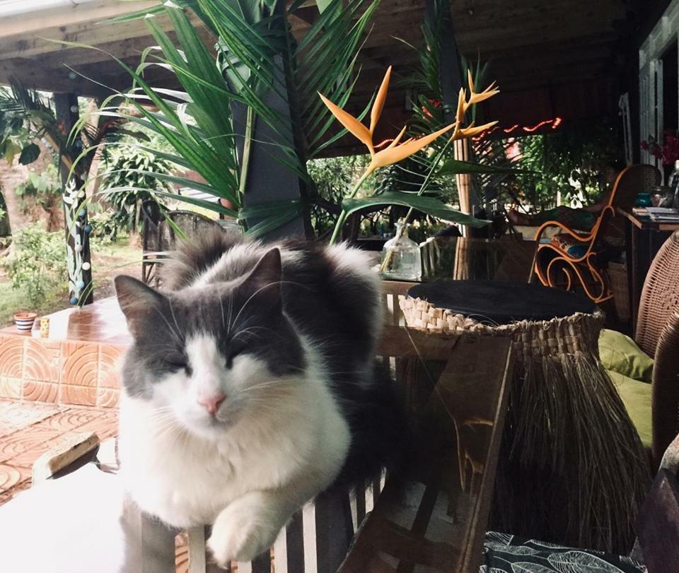 Fare Haurevaiti Moorea Paopao Екстериор снимка